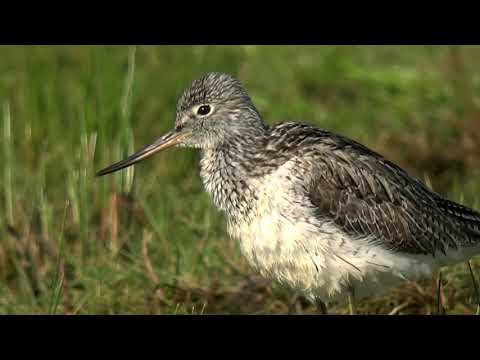 Всякий ли кулик болото хвалит?