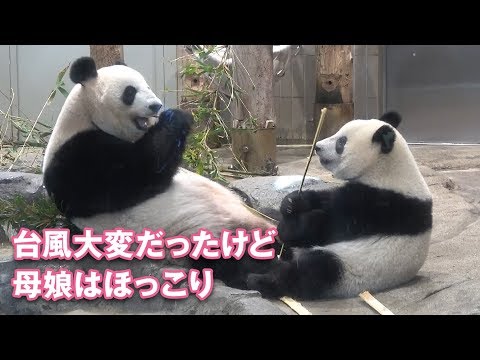 2018/10/1 シャンシャン母娘はほっこり♪ 急ピッチで片付いてゆく都民の日の上野公園