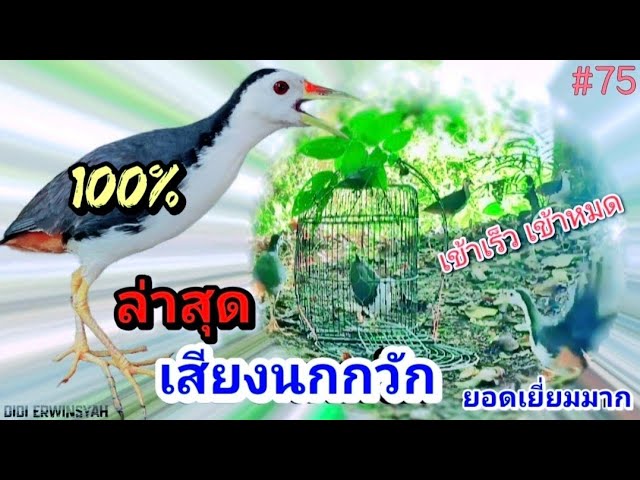 เสียงนกกวัก | เข้าเร็ว เข้าหมด |  ล่าสุด class=