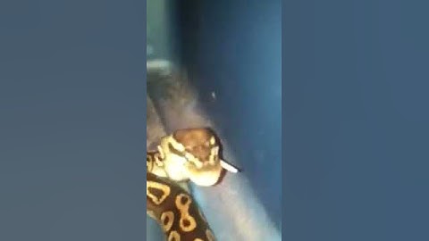 Mojave ball python eats mouse alive
