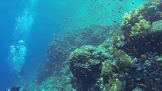 4K Diving Scuba Sharm El Sheikh (Part 22) - "Yalla" Team 2019 (Video by Sergei S.) HD 60fps 5.9.2019