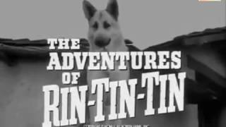 The Adventures of Rin Tin Tin...ران تان تان و روستي