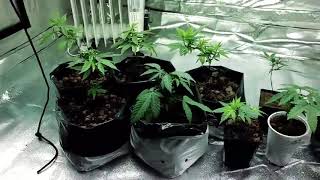 Grow Boss Live Cannabis Call In Show Daily 10am 84 Grow Boss