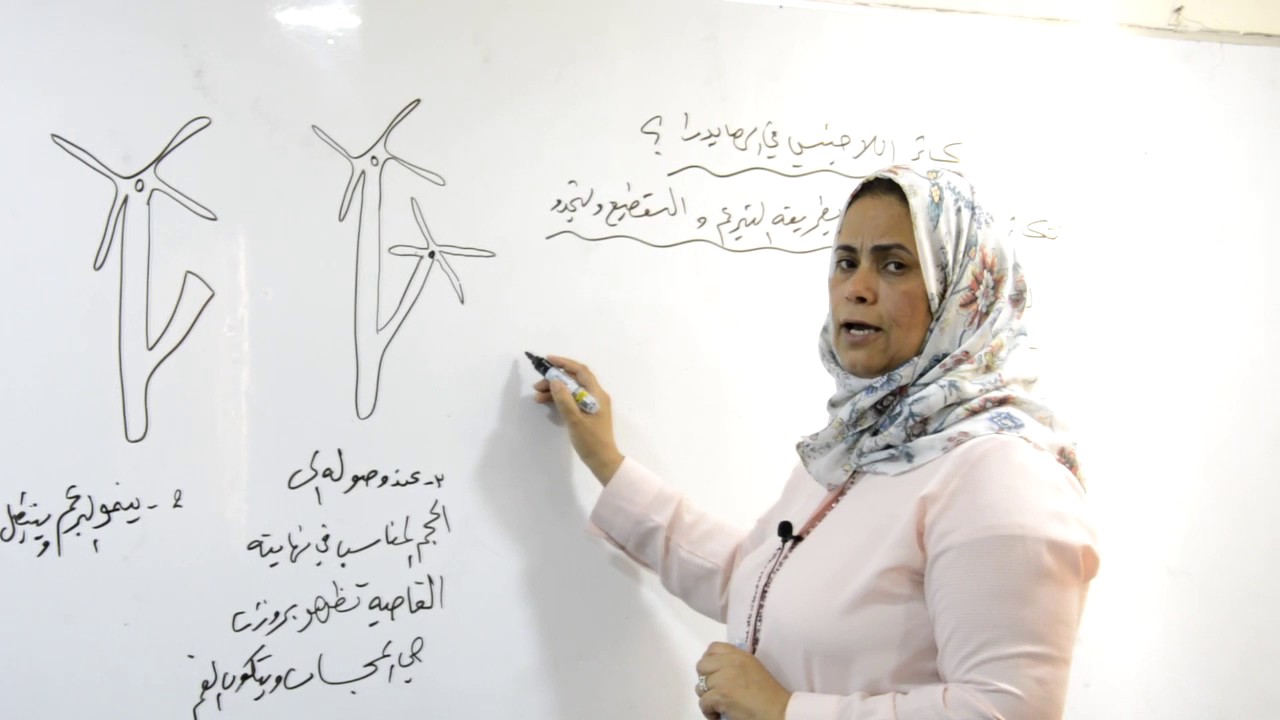 الست رمله فارس الغزي محاضره التكاثر في الهايدرا