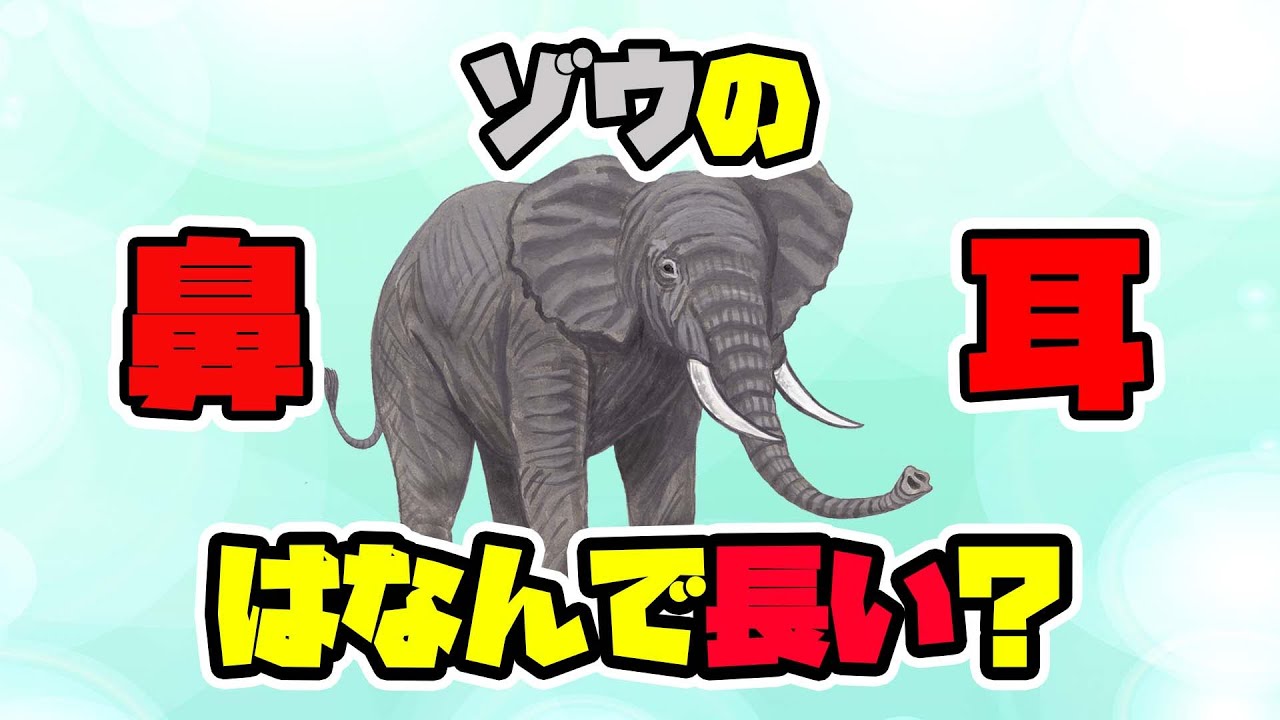 【アニメ】ゾウの進化 - YouTube