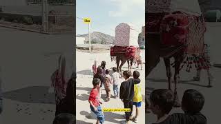 شتر سواری بچه های ترکمن صحرا واقع شده در استان گلستان شهرستان کلاله با تشکر از توجه تان ♥️👍