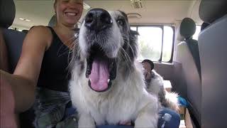 Working Vacation, Sun Dance Ranch Sweden 2019