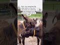 Hope starts with you.Fundraising link in bio #Donkey #equestrian #trendingshorts #fyp #viral