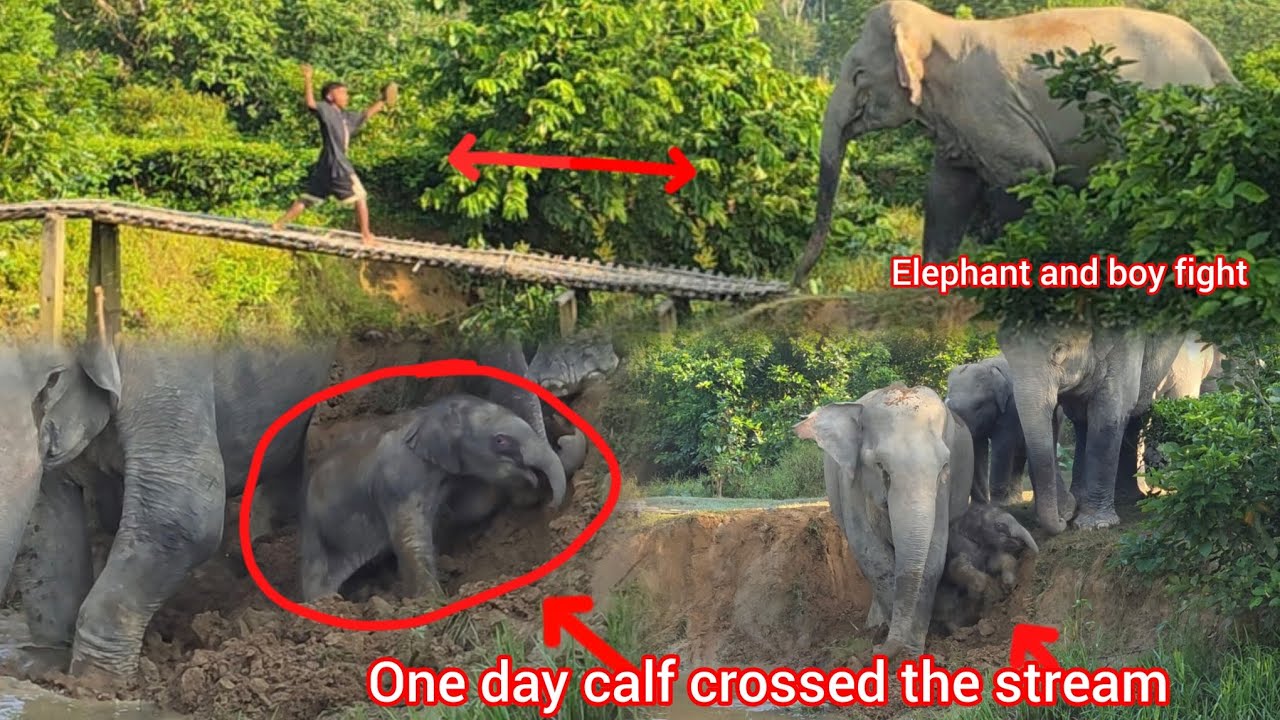 One-Day-Old Calf Navigates Stream with Mother and Herd#elephant#wildelephant#wildlife#longvideo