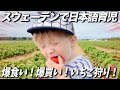 イチゴがとまらない２歳児！！【スウェーデンで日本語育児】