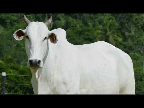 LOTE 09 API 6210