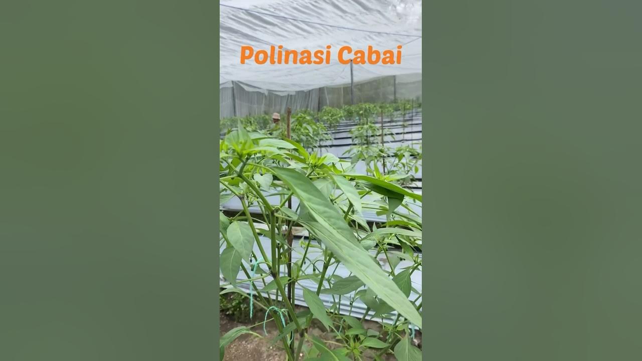 Polinasi Cabai Besar Polinasi Cabai Besar