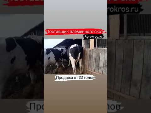 Продажа племенных нетелей