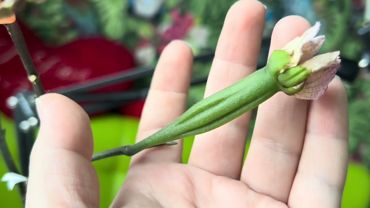 ФОКУС на орхидею Сого Лоуренс 