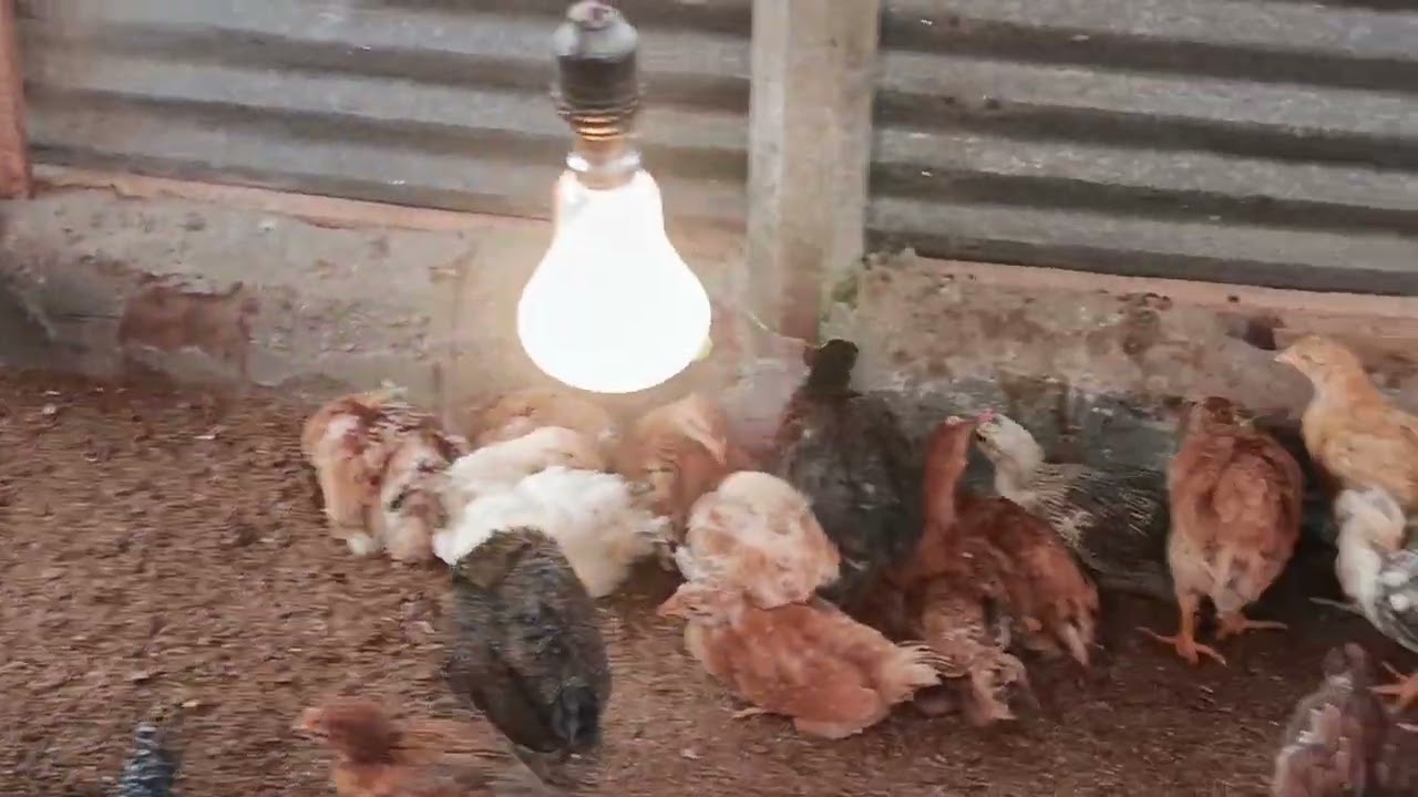 ৫২০ টি মুরগী থেকে ইনসাল্লাহ ভাল কিছু আয় করা সম্ভব??? 