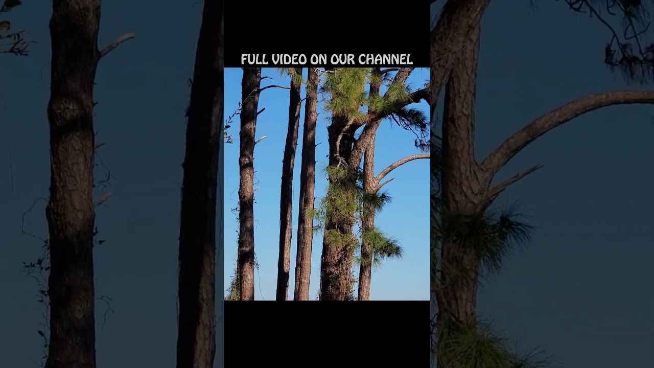 WILD EAGLES - ELUSIVE BIRDS - IN THE NEST - 