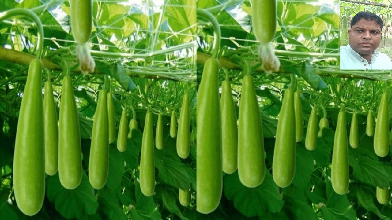 পানী লাও খেতিৰ নজনা কথাবোৰ জানো আহক। কম খৰচত অধিক লাভ।দানা ঔষধ লাগিলে 7002163162 ত জনাব।