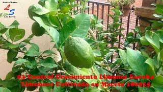 03 Control Crecimiento Limones Eureka en Limonero Cultivo en Maceta 180915 Huerto Urbano Luis Servia