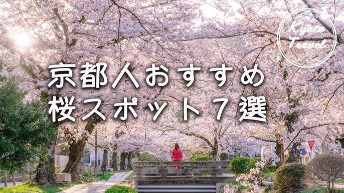 京都 (お寺) 桜の名所９選 】京都で素敵な桜が見られるお寺をサクサク紹介していきます。Cherry blossom spots in Kyoto -  YouTube