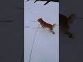 ワンコは雪テンション爆上がりです笑 #柴犬#雪