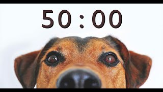 50 Minute Timer for School and Homework  Dog Bark Alarm Sound