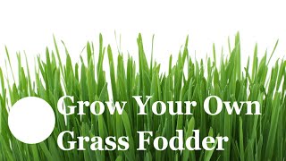 How to Grow your own grass fodder for your rabbits!