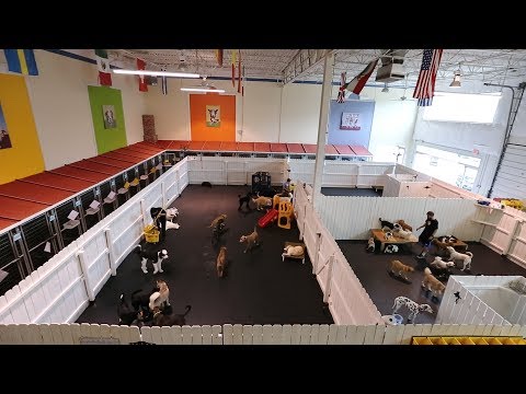 Healthy Hound Playground Virtual Tour - Northern VA Dog Daycare, Boarding Kennel & Grooming Salon