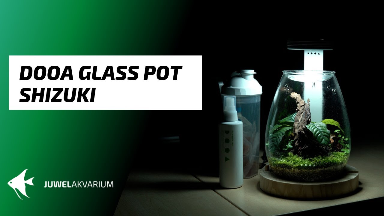 Zakládáme DOOA Glass pot SHIZUKI