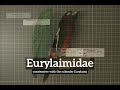 How Does Eurylaimidae Look? | How to Say Eurylaimidae in English? | What is Eurylaimidae?