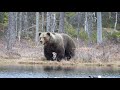 En dag i Taigaskogen. One day in the taiga forest. Brownbear family.