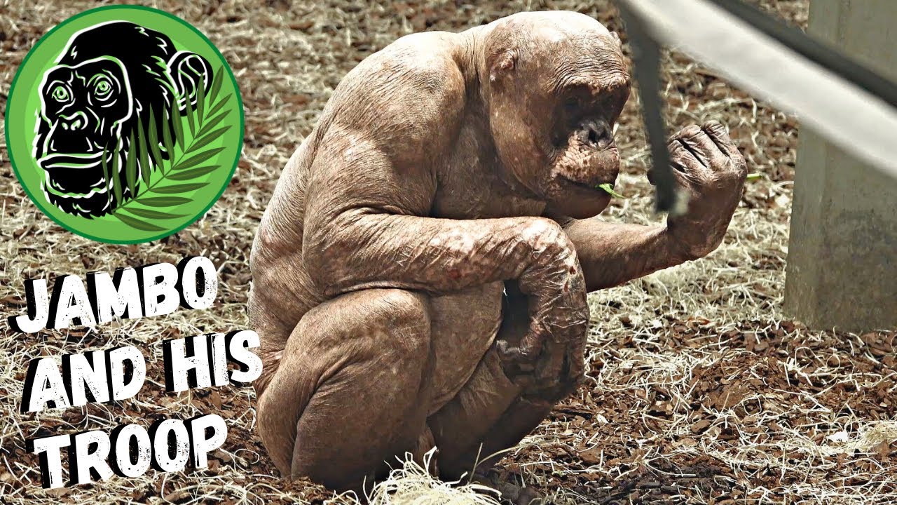 Hairless Chimp Jambo Comes Up Close