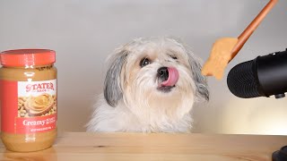 Super Cute Dog Eating Creamy Peanut Butter (ASMR)