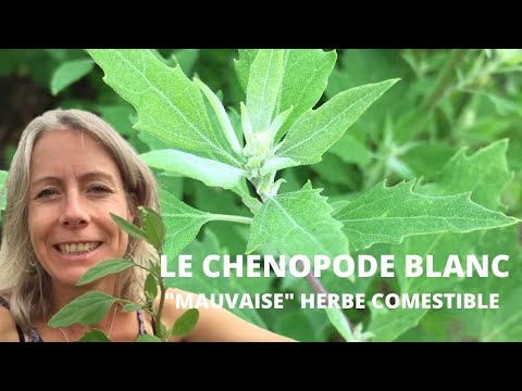 Vidéo: Les chénopodes blancs sont-ils comestibles : découvrez comment manger des feuilles de chénopode blanc