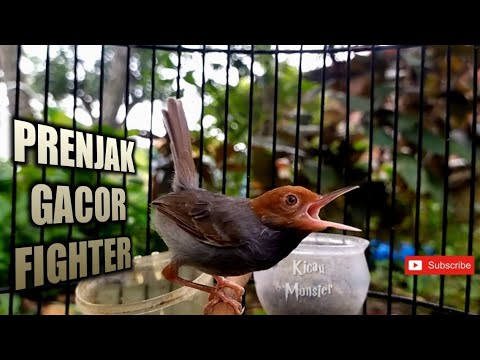 PRENJAK GACOR NARUNG BIKIN EMOSI LAWAN