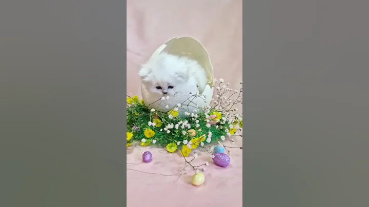 Video 2192831: british longhair kitten, british longhair silver, british cat, lovely british