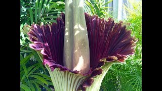 Corpse Plant Blooms by Roger Clark 155 views 6 years ago 3 minutes, 4 seconds