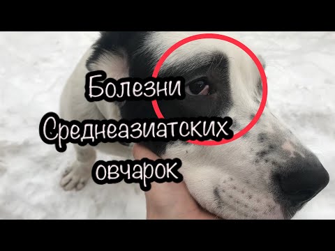 Болезнь Среднеазиатской овчарки. Аденома третьего века алабая