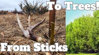 Planting Fast Growing Free Trees for Deer (Pt. 1)