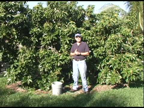 A09 Simmonds avocado winter fertilizer