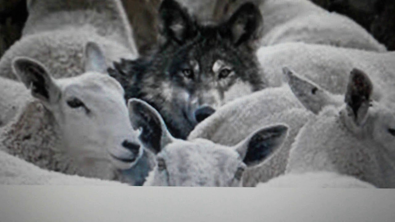 овечка в волчьей. овечка в волчьей. Wolf in sheep’s clothing – волк в овечьей шкуре. волк в овечьей шкуре арт. ягненок в овечьей шкуре.