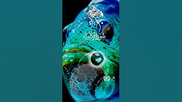وَذَا ٱلنُّونِ إِذ ذَّهَبَ مُغَـٰضِبࣰا فَظَنَّ أَن لَّن~🐟🐟 #تلاوة_خاشعة حمزه/[Surah Al-Anbiyāʾ: 87]