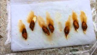 Plumeria seed planting