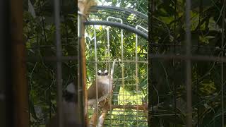 Merbah Kapur On Dedak Mengkudu Laman Perlis #merbah #merbahkapur #trucukan #dedakmengkudu