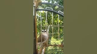 Merbah Kapur On Dedak Mengkudu Laman Perlis #merbah #merbahkapur #trucukan #dedakmengkudu