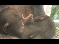 東山チンパンジー 双子の赤ちゃん 36 Chimpanzee twin baby