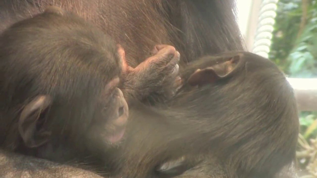 東山チンパンジー 双子の赤ちゃん 36  Chimpanzee twin baby
