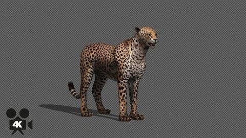 4K Cheetah Idle With Shadow | Motion Graphics - Videohive template