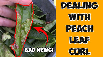 Dealing with Peach Leaf Curl on Fruit Trees