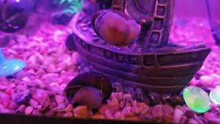 Snail gang 2 (hyperlapse)