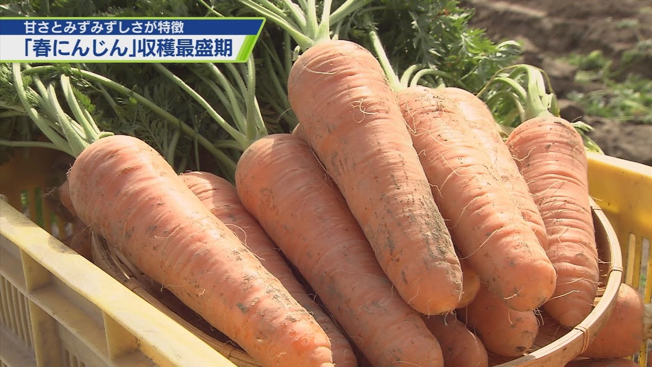 春にんじん」の収穫始まる【テレビトクシマ】 - YouTube